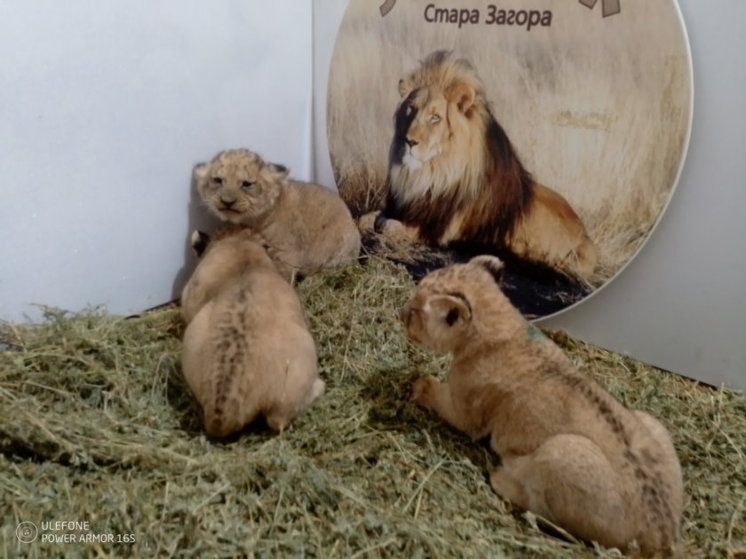 три лъвчета родиха зоопарка стара загора