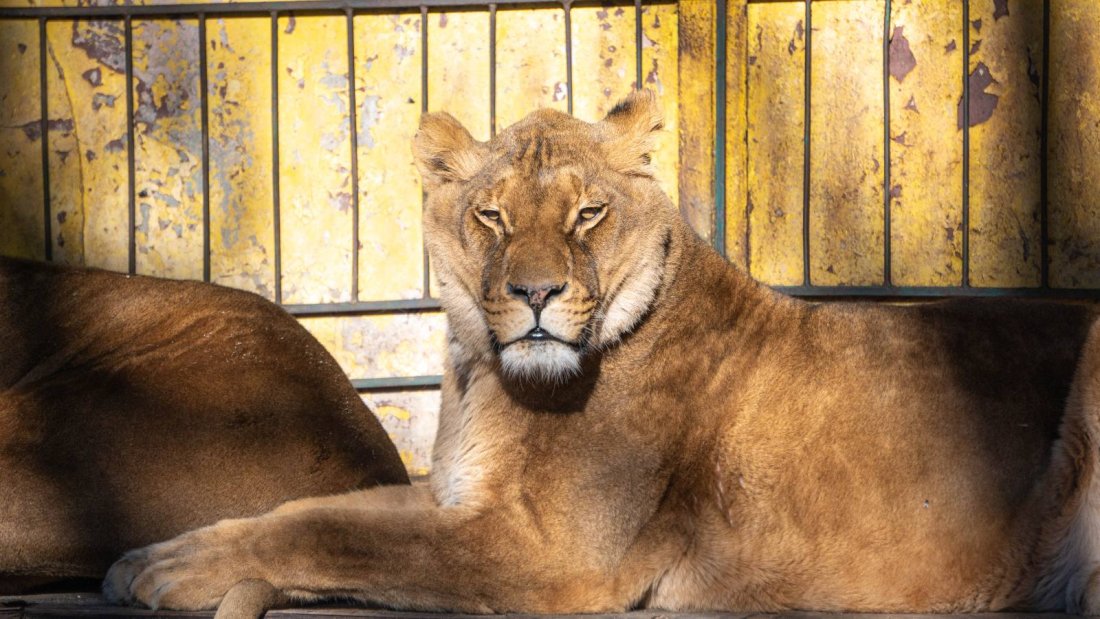 Почина лъвицата в благоевградския зоопарк