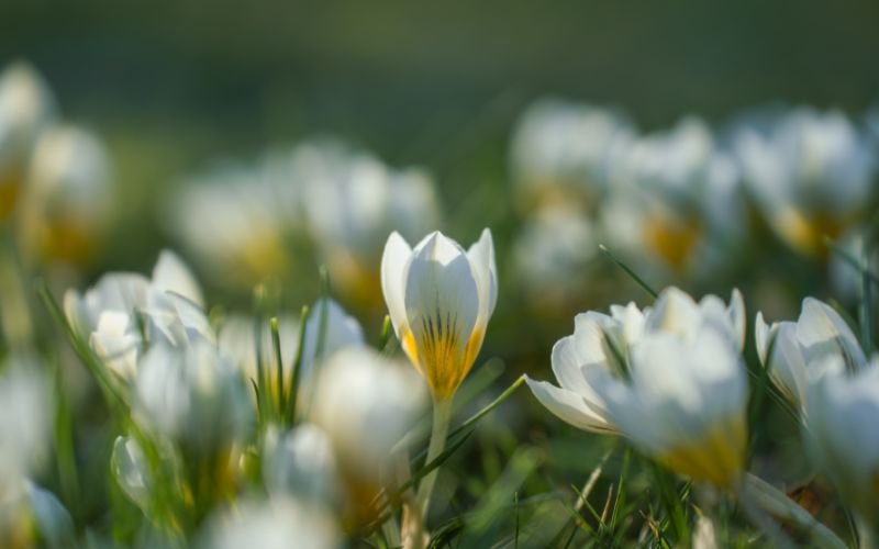 A Hint of Early Spring: Predominantly Sunny and Warm Weather Throughout the Week