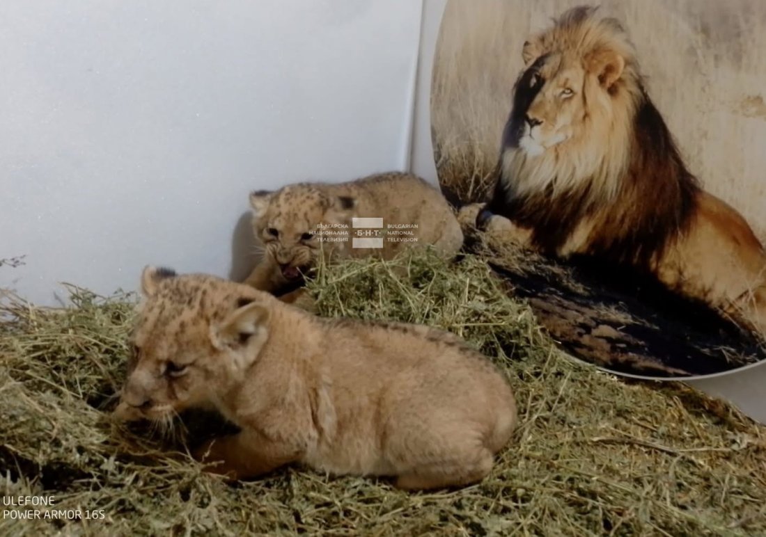 три малки лъвчета новото попълнение зоопарка стара загора снимки