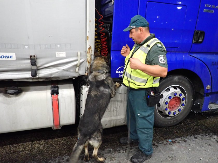 почти марихуана откри граничарското куче пирин гкпп bdquoкапитан андреевоldquo