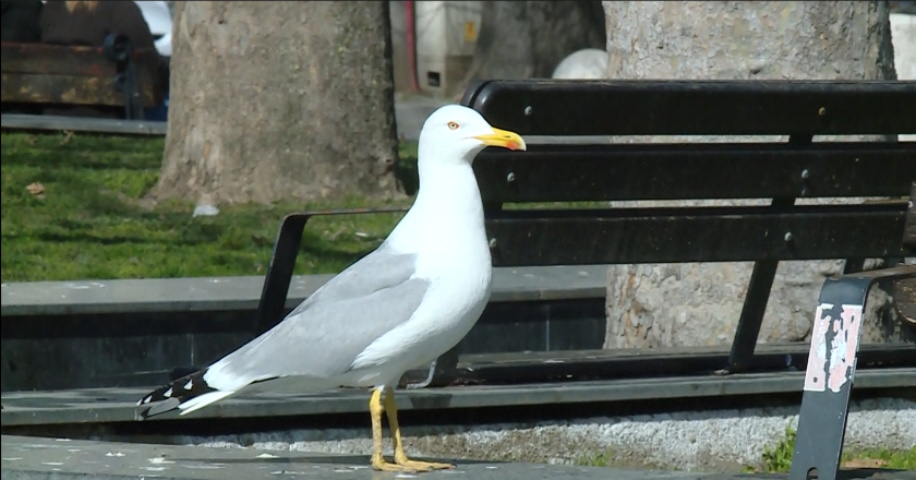 чайки атака варненци съжителстват птиците крадат храна нападат