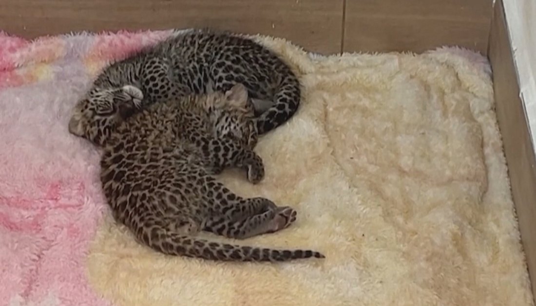 Две бебета леопард се родиха в Мексико
