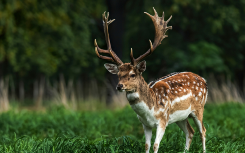 здържаха бракониери отстрелян благороден елен
