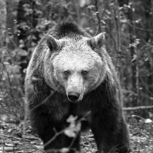 годишна възраст почина мечката рада парка белица