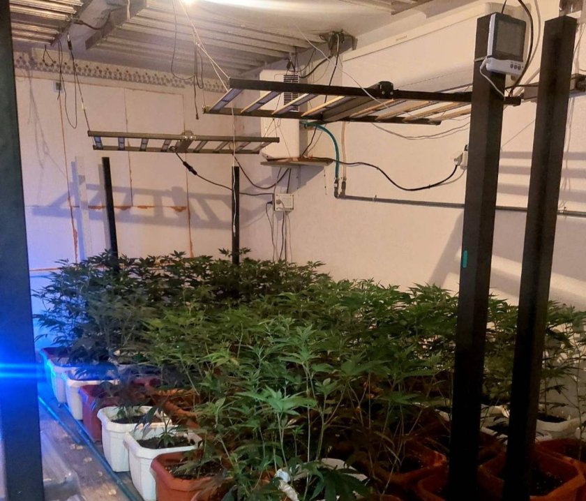 Разкриха две оранжерии за марихуана при спецоперация в Русе