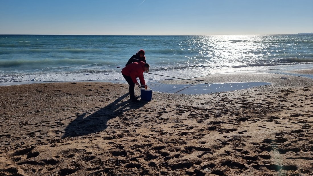 Мъртви албатроси са открити по крайбрежието на Шабла, пробите ще излязат днес