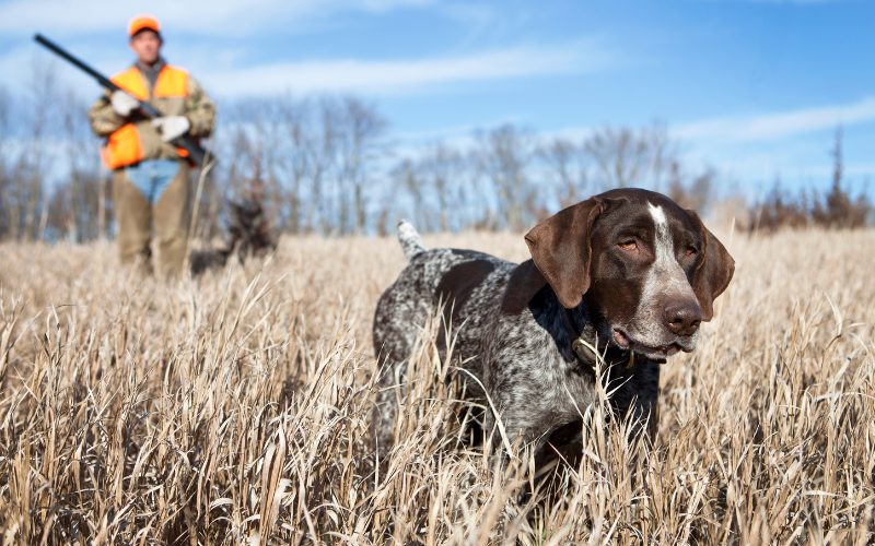 съдбата ловните кучета испания природозащитници искат промени