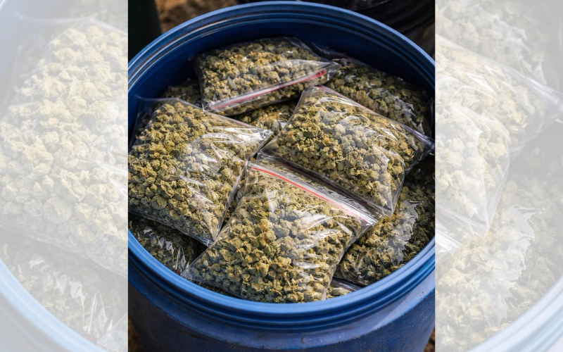 разбиха наркооранжерия бургас изетти марихуана съхранявани бидони