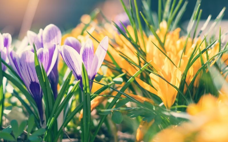 Пролетно настроение: Най-голямата колекция от минзухари е в Латвия