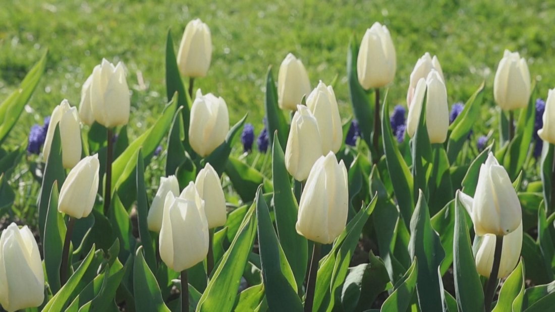 Фестивал на лалето в Швейцария - събитието се провежда от 28 март до 10 май