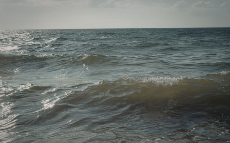 прага екокатастрофа морето изхвърли делфина 300 птици защитен вид