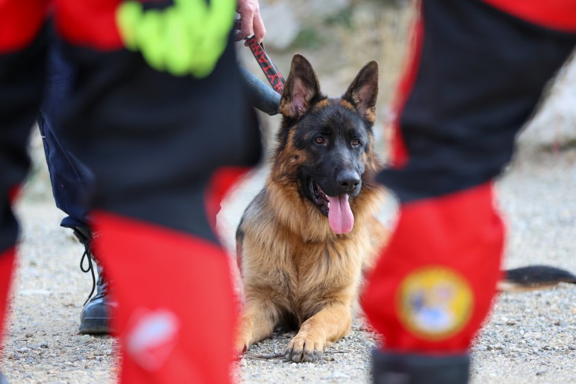 обучават кучета спасители псс снимки