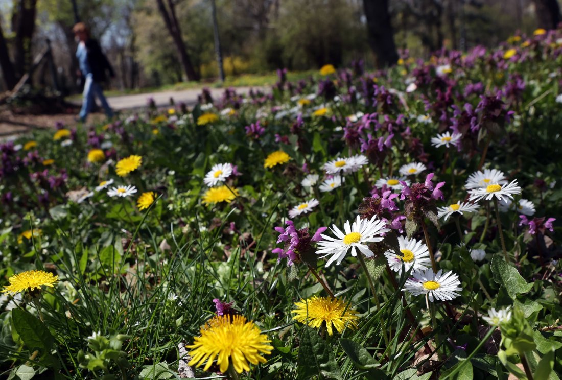 цветята имат биологичен часовник действа съответствие потребностите насекомите
