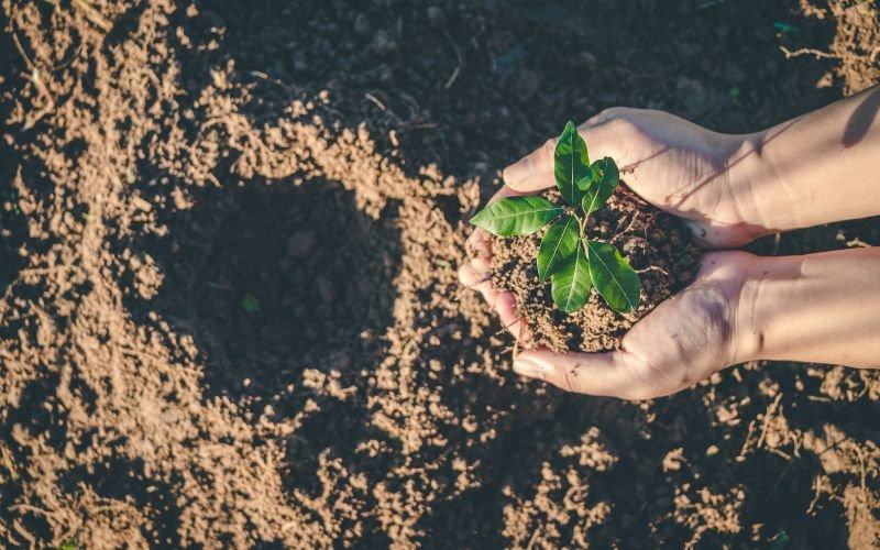 варна четвърти път раздават дръвчета засаждане