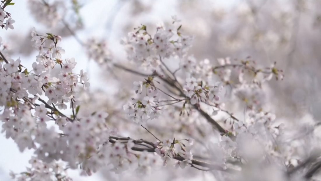 В разгара на пролетта - наслада за очите и небцето