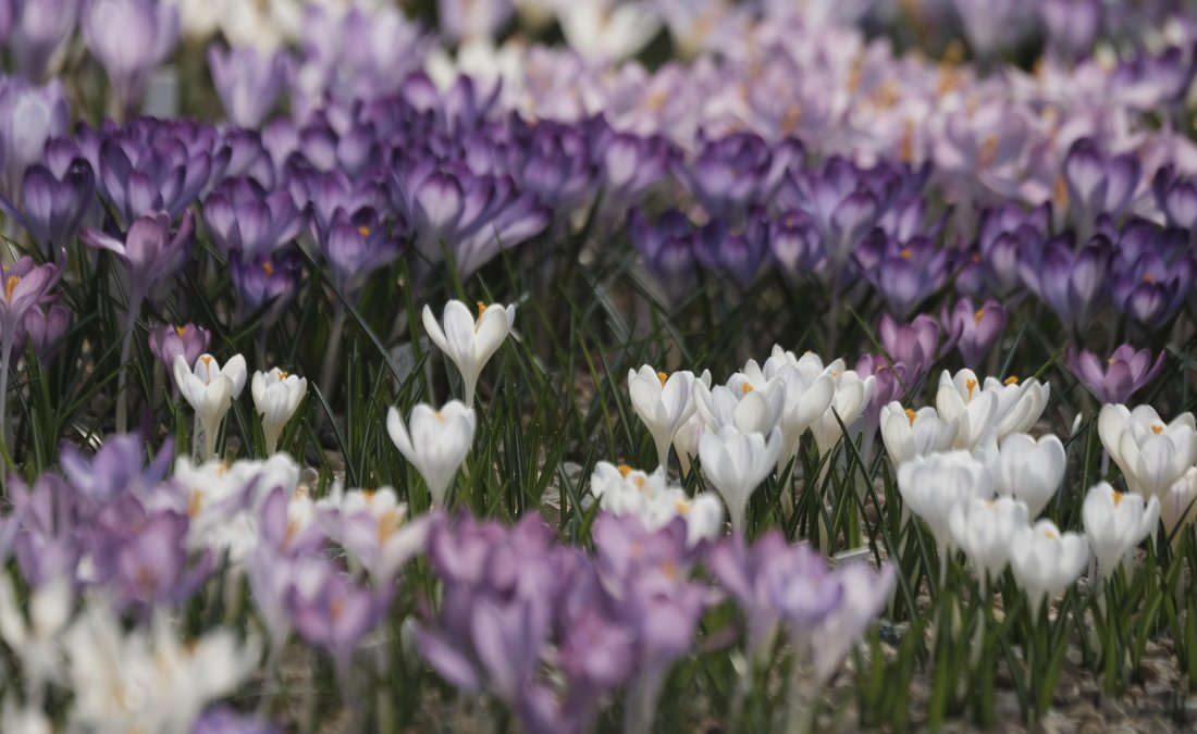 Почти без валежи в сряда, с температури между 12&deg; и 17&deg;