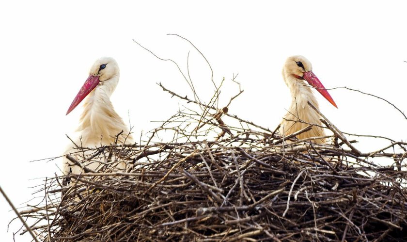 щъркелите пристигнаха софийския квартал бенковски снимки