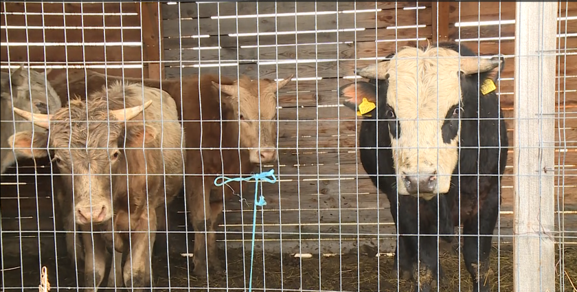 щастлива развръзка шестте бика влезли нас рсм бъдат транспортирани обратно живи