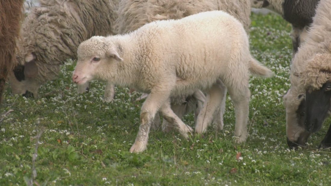 знак благодарност кръстиха спасеното кърджалийско агне марияна векилска