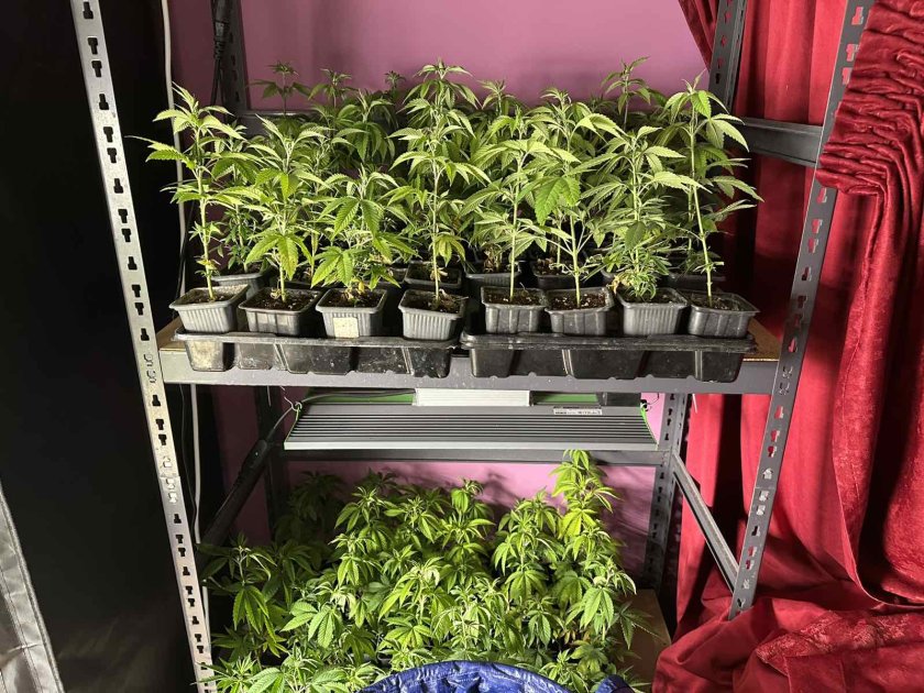 полицията откри наркооранжерия варна