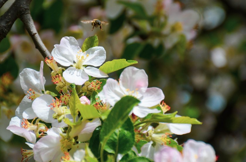 Слънчево време на Цветница, следващата седмица застудяване и дъжд