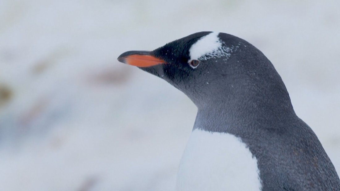 императорските пингвини станат изчезващ вид