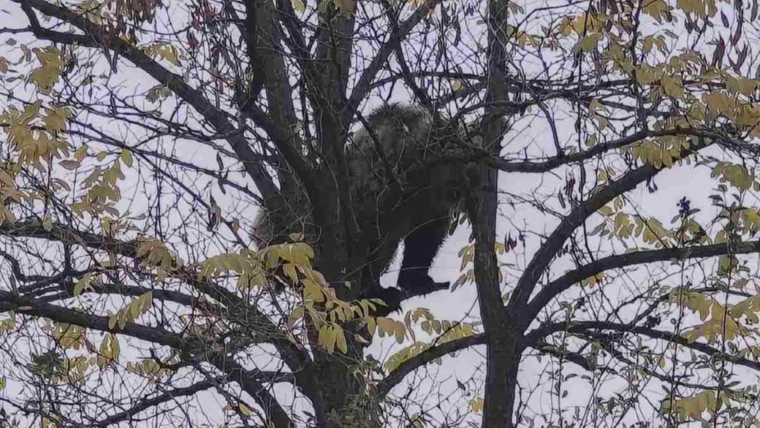 неочакван гост мече засели кричим