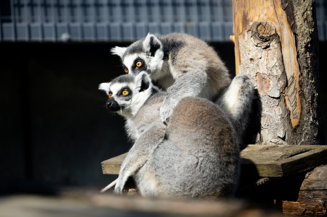зоологическата градина софия лятно работно време без почивен ден