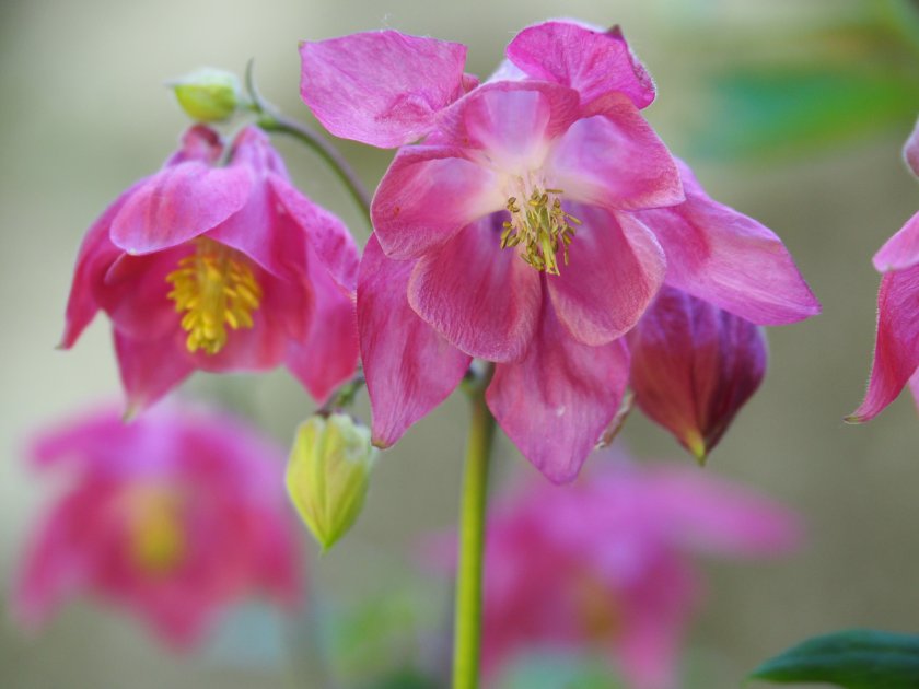 До 20&deg; в София утре, в средата на седмицата - ново застудяване