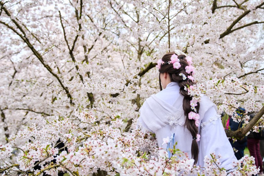 фестивал черешовия цвят берлин снимки