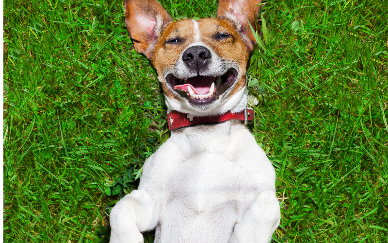 спазват закона собствениците кучета