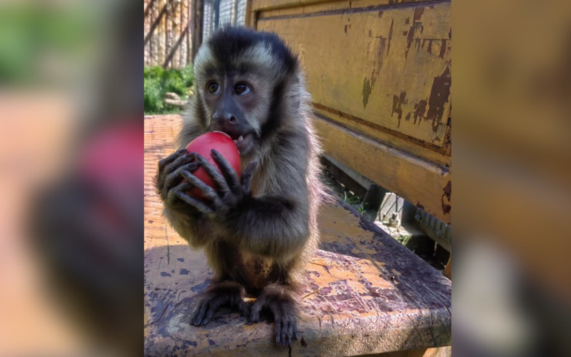 Животни в зоопарка в София получиха великденски яйца (ГАЛЕРИЯ)