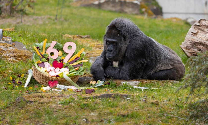 женската горила фату стана години снимки