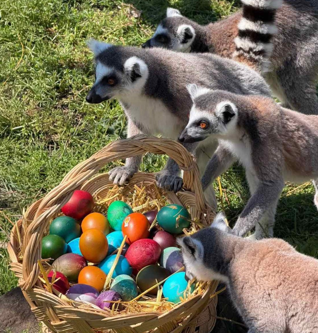 Великденски яйца получиха животните в зоопарка в Бургас (СНИМКИ)