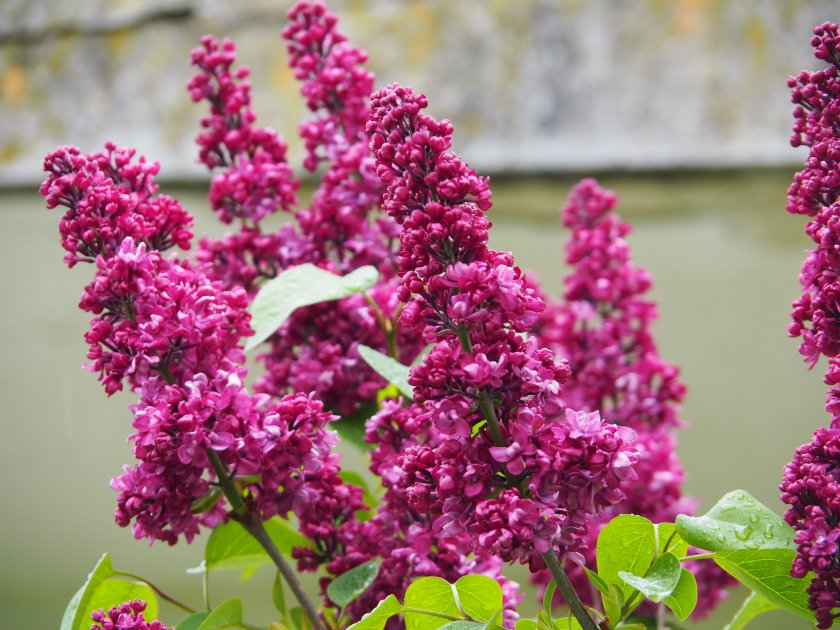 Дъжд до четвъртък, после слънце и високи температури