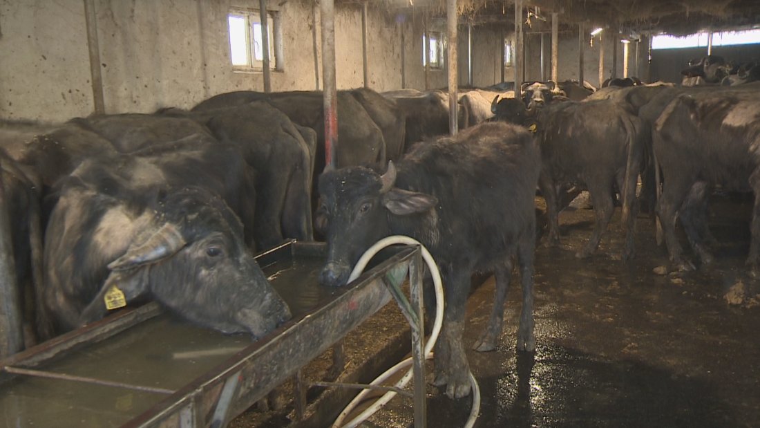 Христанов: БАБХ е реагирала незабавно на сигнала за огнище на антракс в Силистра