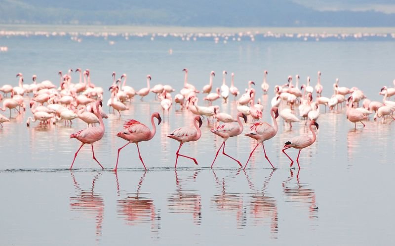 смъртоносна жега 2000 птици вида фламинго починали езерото туз турция поради суша