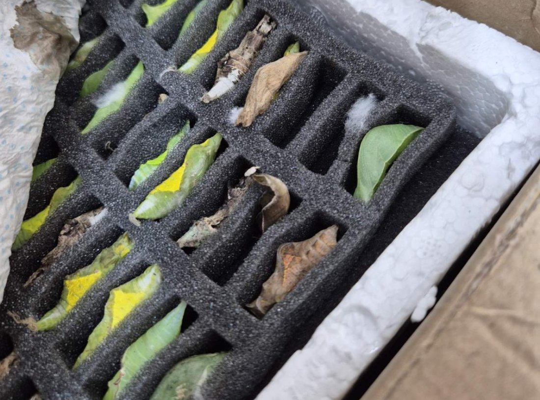 контрабанда какавиди тропически пеперуди предотвратиха капитан андреево