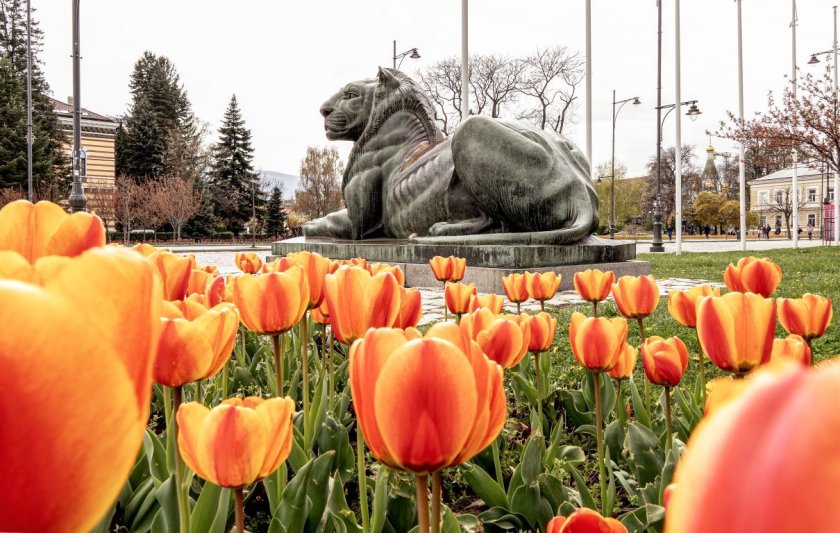 цветна софия снимки