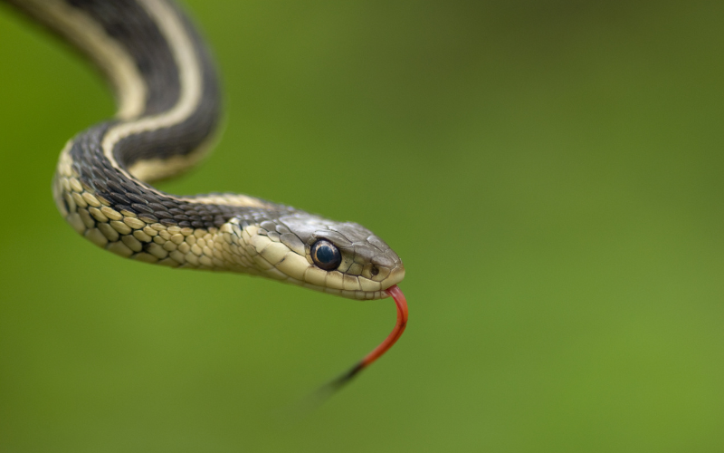Змия с дължина метър и половина бе извадена от двигателя на кола в Румъния