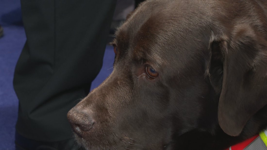 Четириногият Роувър започна работа в 52-рото Народно събрание