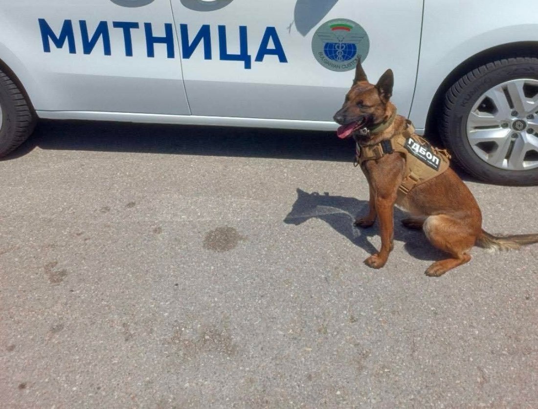 На четири лапи срещу престъпността: служебните кучета в действие (СНИМКИ)