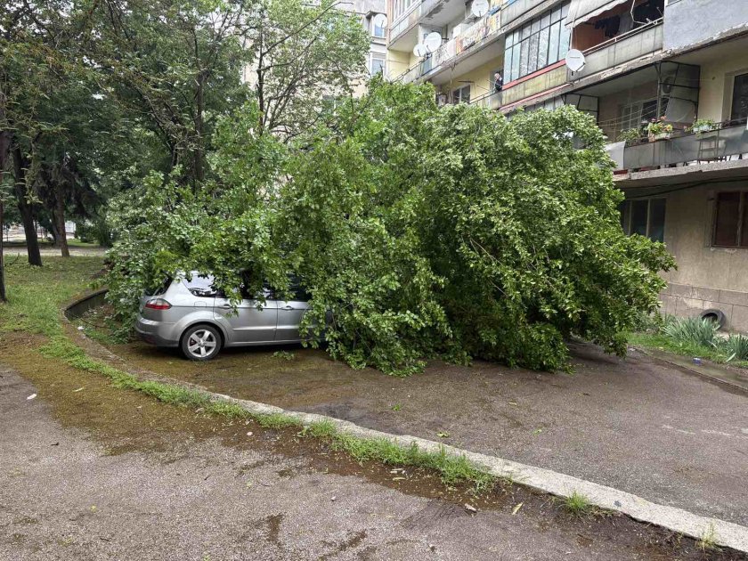 Голямо дърво падна върху коли в центъра на Монтана (СНИМКИ)
