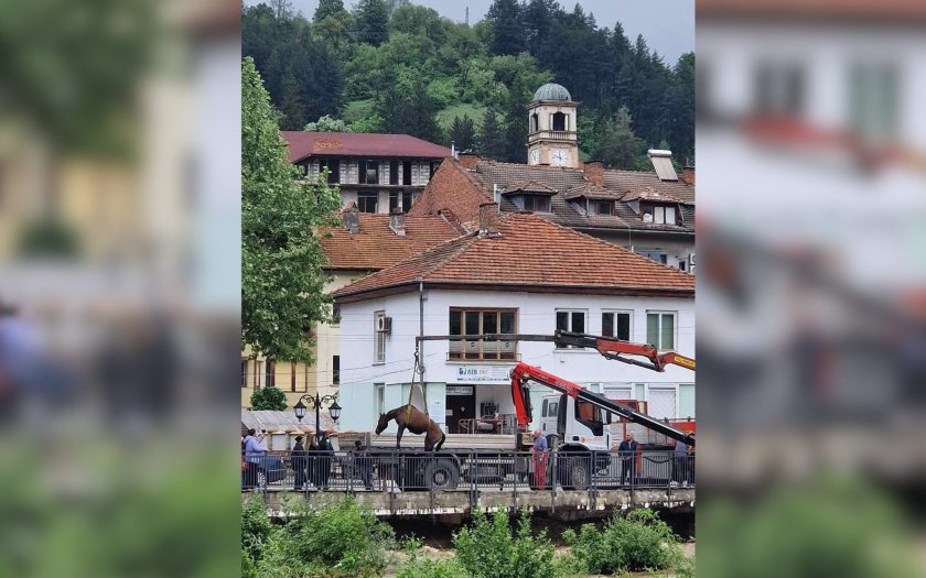 В Тетевен спасиха коне от придошлите води на река Бели Вит (СНИМКИ)