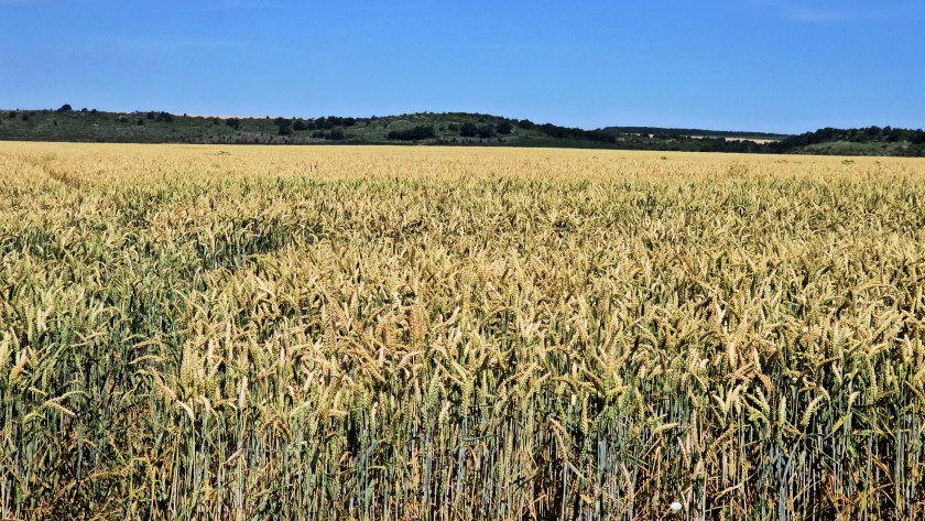 президентът илияна йотова земеделският министър пламен абровски откриха жътвената кампания ловешко снимки