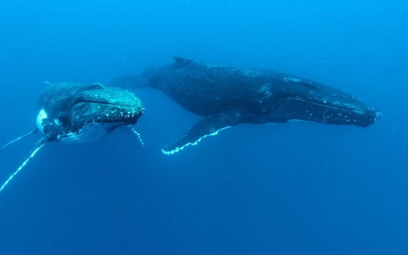 учени откриха китовете средиземно море bdquoговорят нов диалект