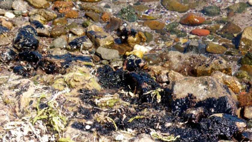 РЗИ-Бургас: Водите по плажовете са безопасни, но внимавайте с мазута