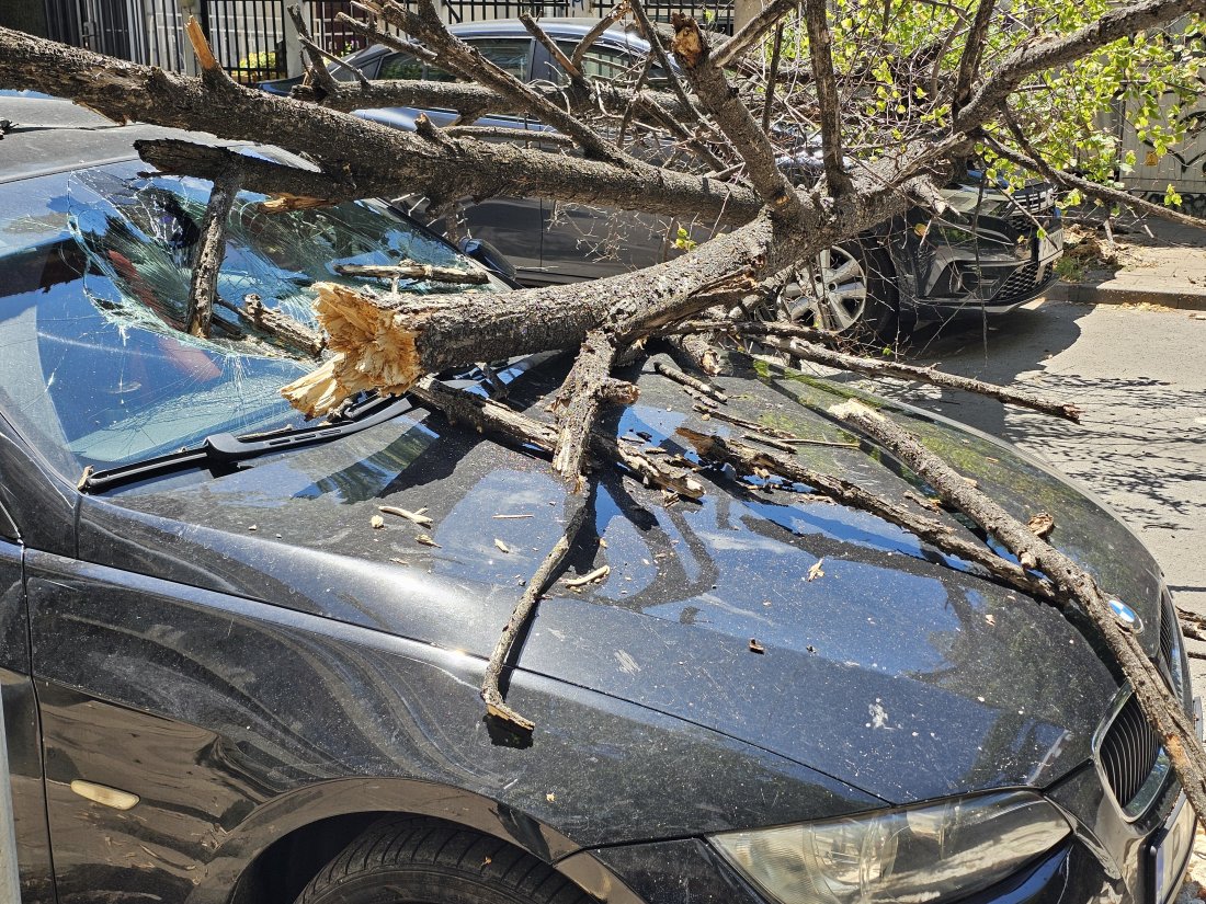Дърво падна върху два автомобила в Русе без пострадали