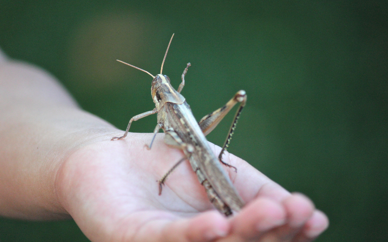 Експерти успокояват: Белочелият дектикус не е опасен
